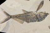 Fossil Fish (Diplomystus) With Three Knightia - Wyoming #163522-3